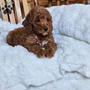 Willow F1BB, Mini Goldendoodle Puppy