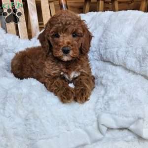 Willow F1BB, Mini Goldendoodle Puppy