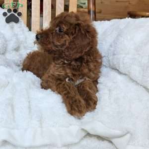 Willow F1BB, Mini Goldendoodle Puppy