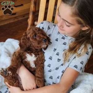 Blaze F1BB, Mini Goldendoodle Puppy