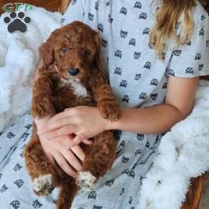 Blaze F1BB, Mini Goldendoodle Puppy