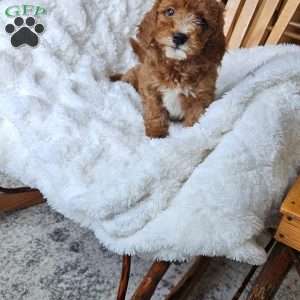 Rowan F1B, Cavapoo Puppy