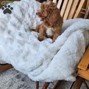 Rowan F1B, Cavapoo Puppy