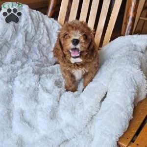 Rowan F1B, Cavapoo Puppy