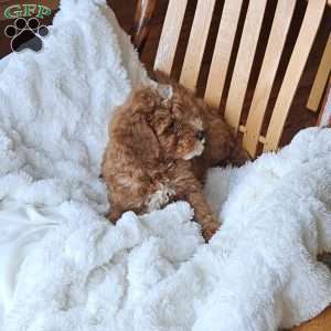 Rowan F1B, Cavapoo Puppy