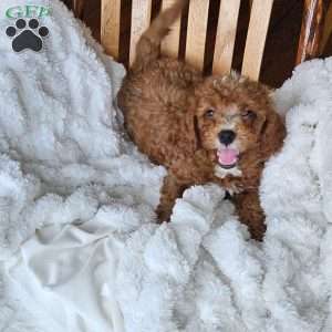 Rowan F1B, Cavapoo Puppy