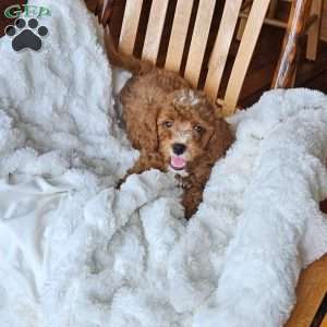 Rowan F1B, Cavapoo Puppy