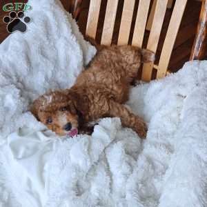 Rowan F1B, Cavapoo Puppy