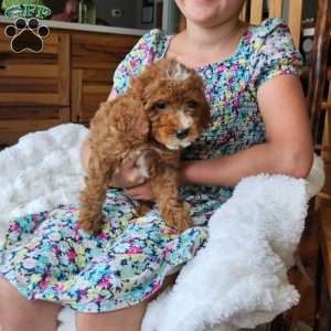 Rowan F1B, Cavapoo Puppy