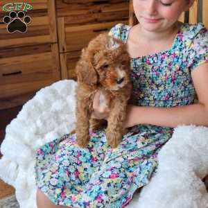Rowan F1B, Cavapoo Puppy