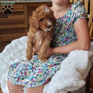 Rowan F1B, Cavapoo Puppy