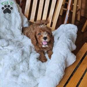 Rowan F1B, Cavapoo Puppy