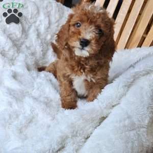 Rowan F1B, Cavapoo Puppy