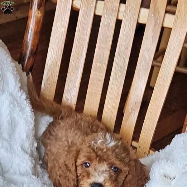 Rowan F1B, Cavapoo Puppy