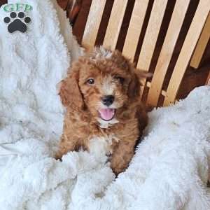 Rowan F1B, Cavapoo Puppy