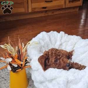Blaze F1BB, Mini Goldendoodle Puppy