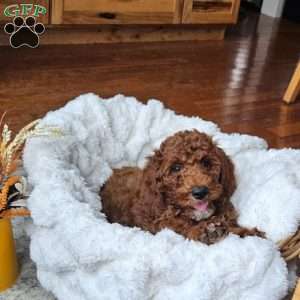 Blaze F1BB, Mini Goldendoodle Puppy