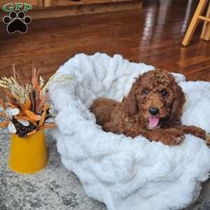 Blaze F1BB, Mini Goldendoodle Puppy