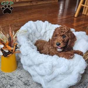 Blaze F1BB, Mini Goldendoodle Puppy