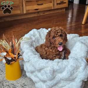 Blaze F1BB, Mini Goldendoodle Puppy