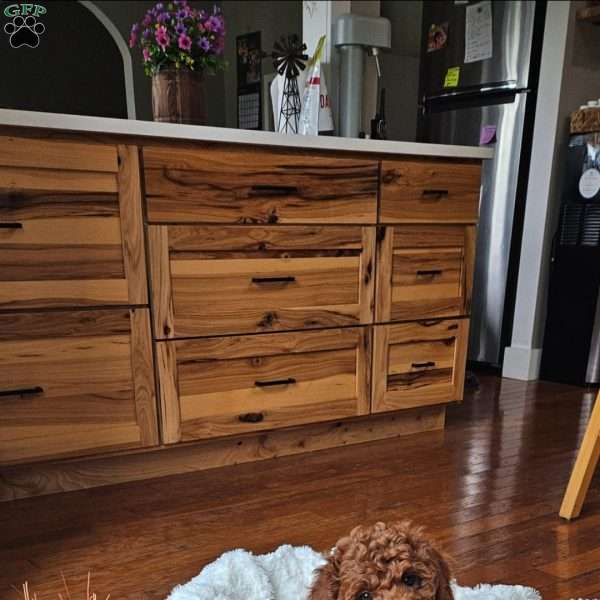 Blaze F1BB, Mini Goldendoodle Puppy
