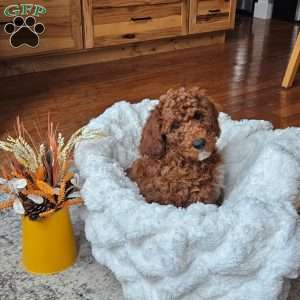 Blaze F1BB, Mini Goldendoodle Puppy