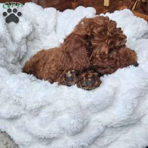 Blaze F1BB, Mini Goldendoodle Puppy