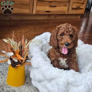 Blaze F1BB, Mini Goldendoodle Puppy