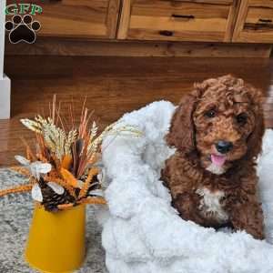 Blaze F1BB, Mini Goldendoodle Puppy