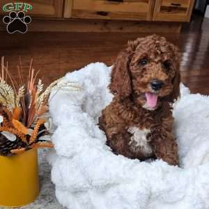 Blaze F1BB, Mini Goldendoodle Puppy