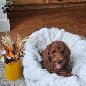 Blaze F1BB, Mini Goldendoodle Puppy