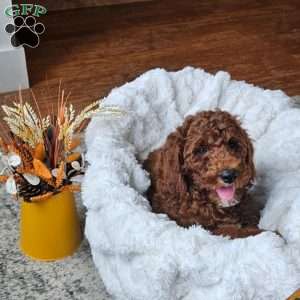 Blaze F1BB, Mini Goldendoodle Puppy