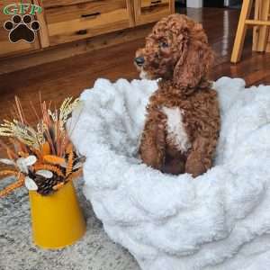 Blaze F1BB, Mini Goldendoodle Puppy