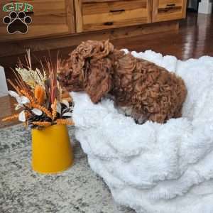 Blaze F1BB, Mini Goldendoodle Puppy