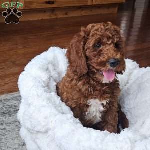 Blaze F1BB, Mini Goldendoodle Puppy