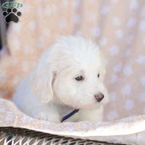 Andy, Maltipoo Puppy