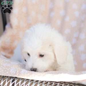 Andy, Maltipoo Puppy