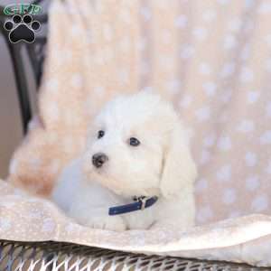 Andy, Maltipoo Puppy