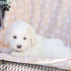 Andy, Maltipoo Puppy