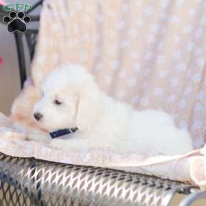Andy, Maltipoo Puppy