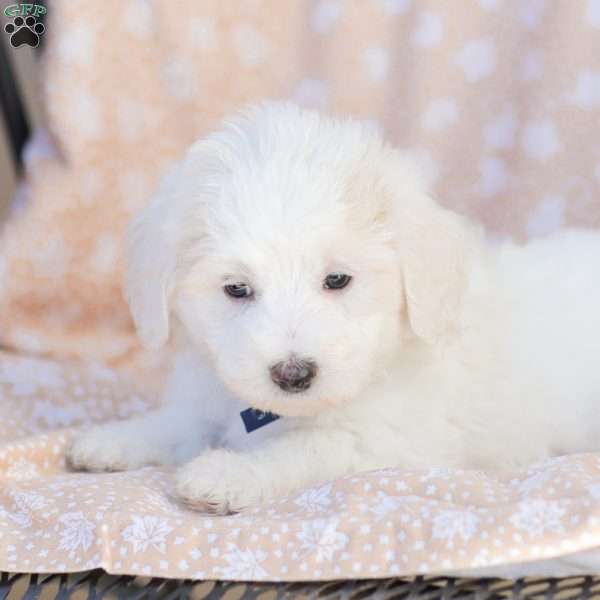 Andy, Maltipoo Puppy