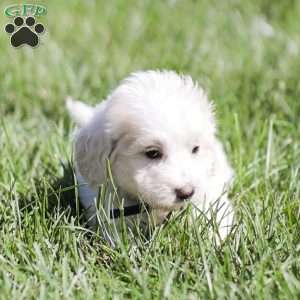 Andy, Maltipoo Puppy