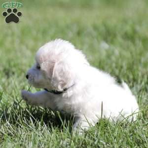 Andy, Maltipoo Puppy