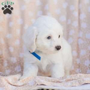 Buster, Maltipoo Puppy