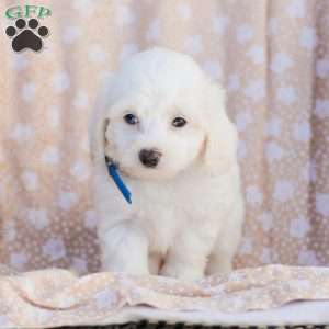 Buster, Maltipoo Puppy