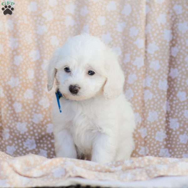 Buster, Maltipoo Puppy