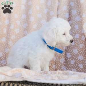 Buster, Maltipoo Puppy