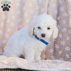 Buster, Maltipoo Puppy