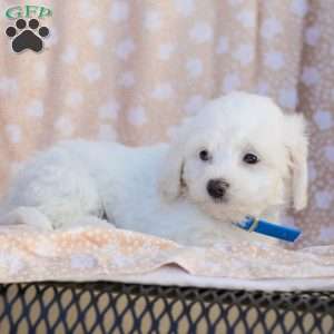 Buster, Maltipoo Puppy