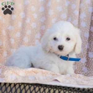 Buster, Maltipoo Puppy